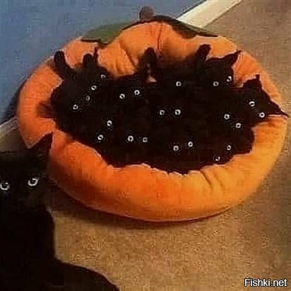 Найди двенадцать котят