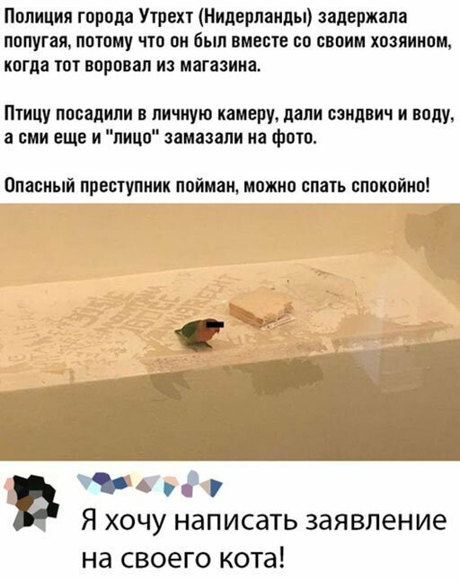 Прикольные и смешные картинки