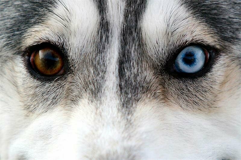 Загадки гетерохромии: почему у собак породы хаски бывают глаза разного цвета?
