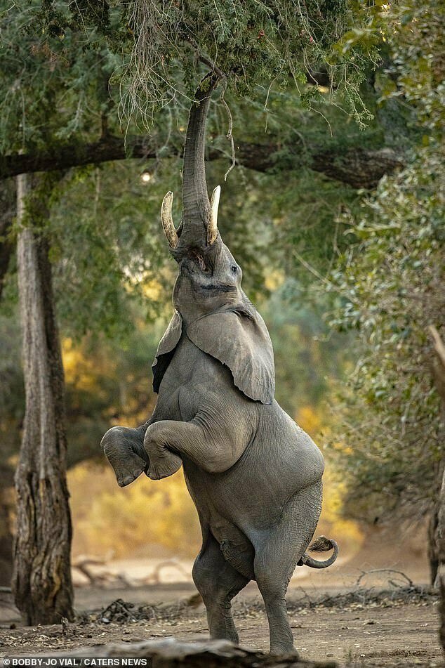 Слоновья акробатика: чего только не сделаешь ради вкусняшки