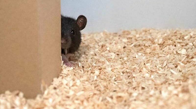 Учёные научили крыс играть в прятки, и они действительно в этом хороши