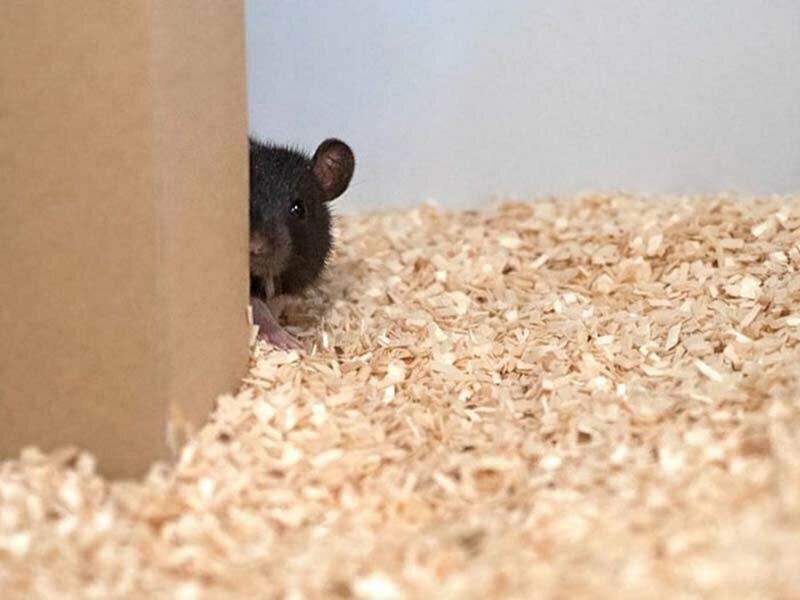 Учёные научили крыс играть в прятки, и они действительно в этом хороши