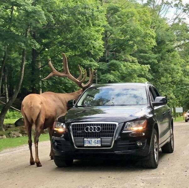 Фотоподборка со всякими зверушками