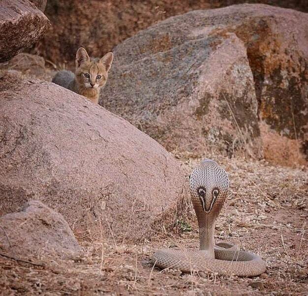 Фотоподборка со всякими зверушками