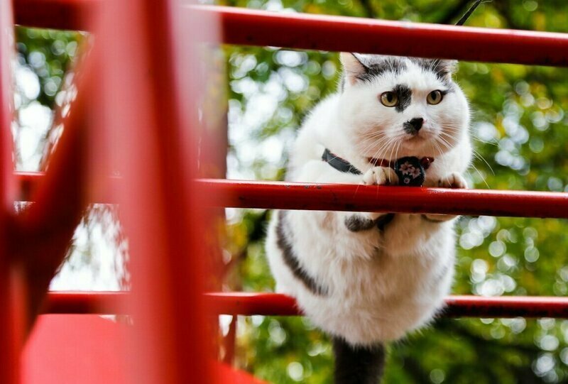 История жизни самого умного кота в России!