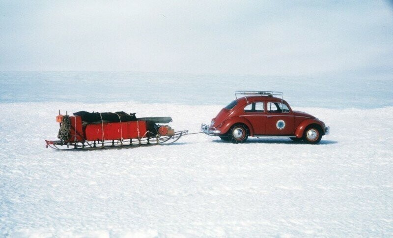 Жук-полярник