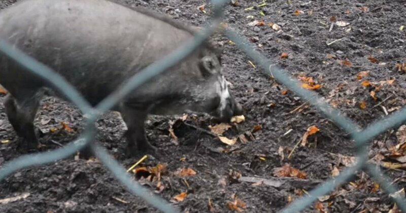 Висайская бородавчатая свинья из парижского зоопарка вырыла ямку для будущего потомства с помощью палки