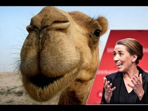 Выступление премьера Дании о покупке верблюда вызвало волну безудержного смеха в парламенте 