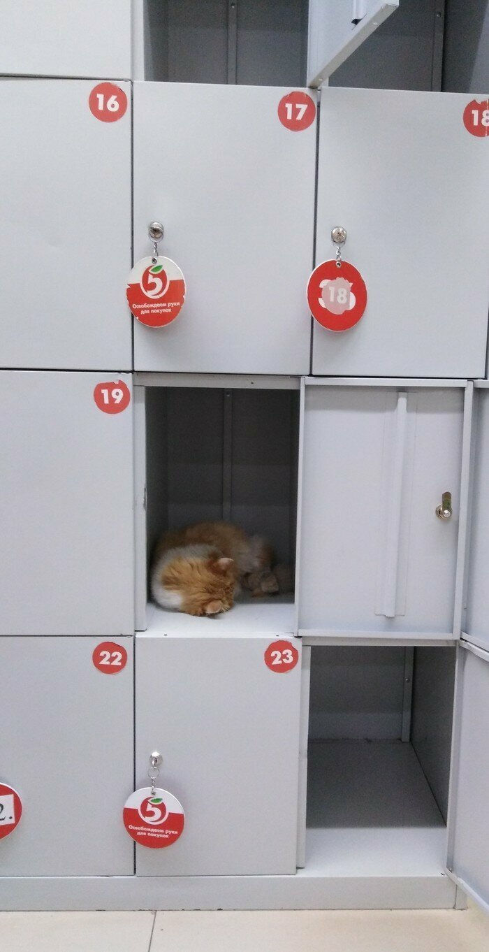 Кот в камере хранения