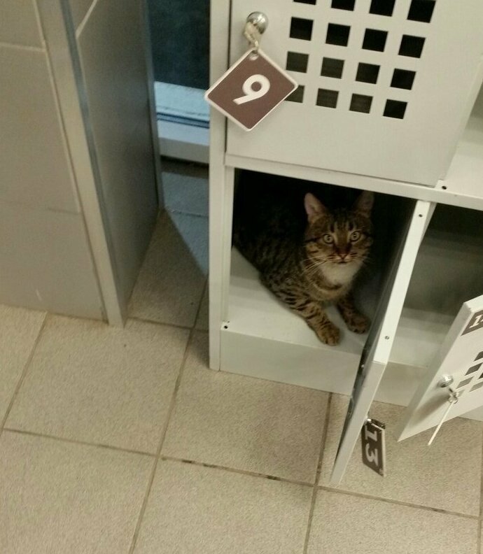 Кот в камере хранения