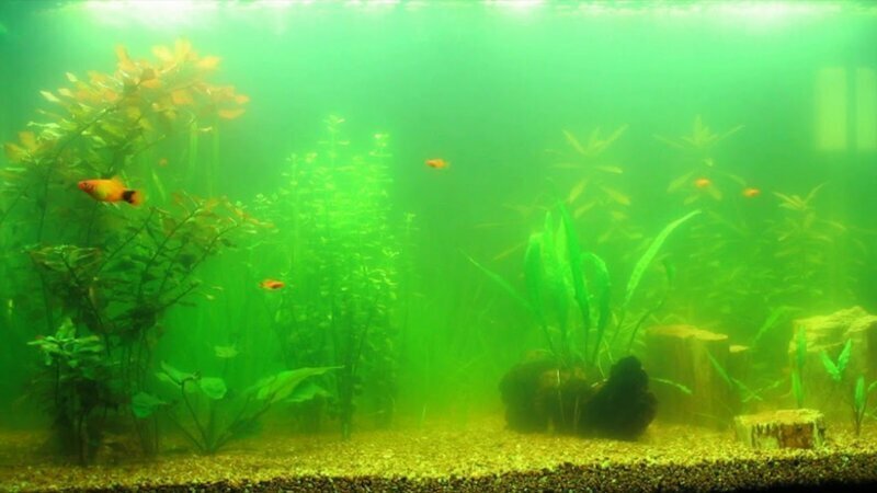 Почему в аквариуме зеленеет вода