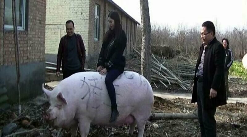 В Китае из-за нехватки свинины выращивают свиней-гигантов