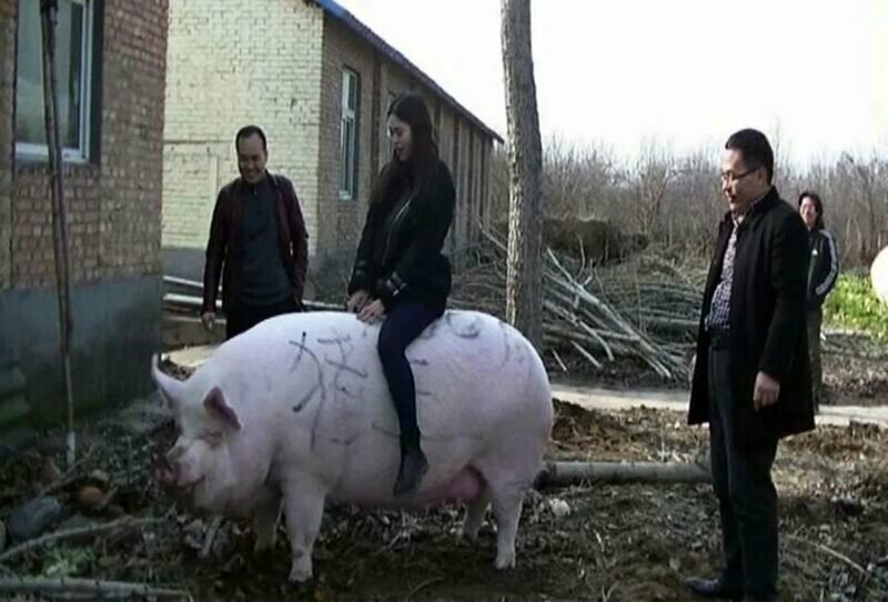 В Китае из-за нехватки свинины выращивают свиней-гигантов