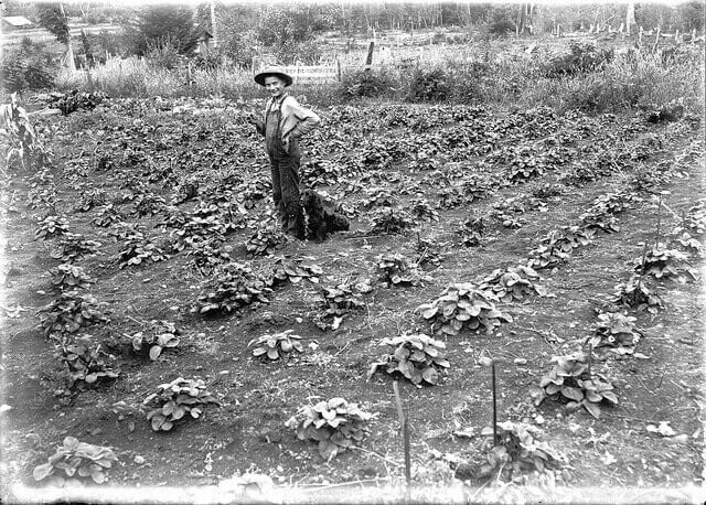2. 1910-е, фермер и его собака в Порт-Алберни, Канада