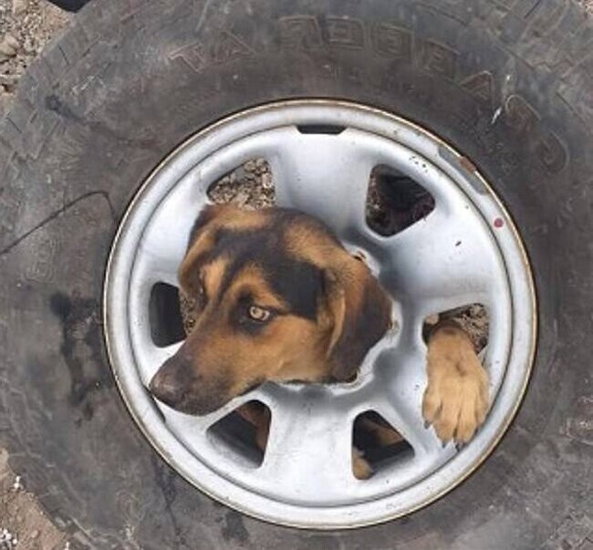Бездомный пес застрял в автомобильном колесе