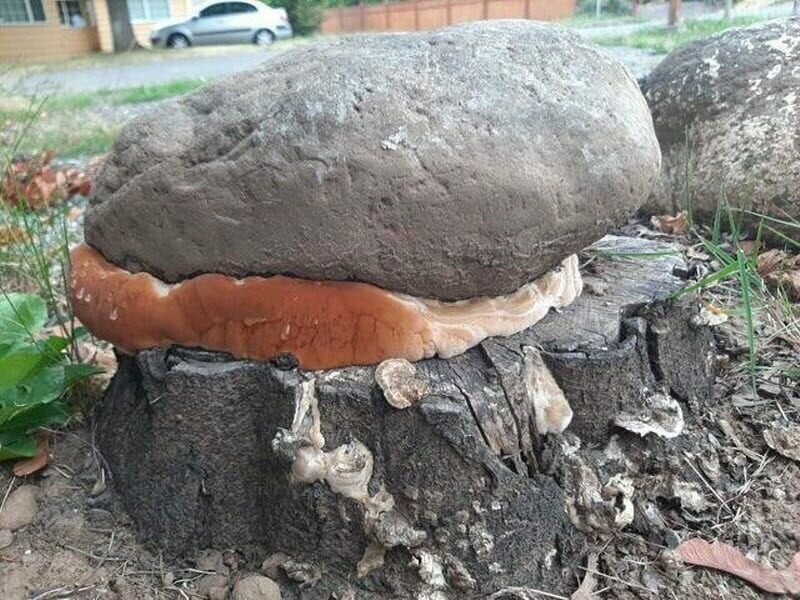 Этот гриб растет под камнем, поднимая его 