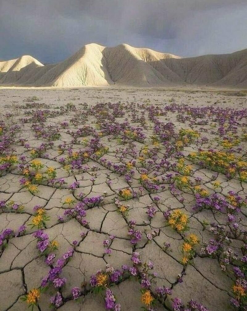 Принято считать, что в пустыне почти ничего не растет, но вот цветы в Юте