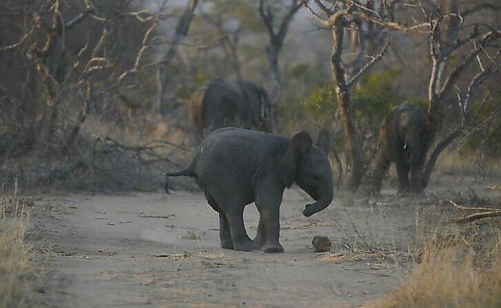 Этот маленький слонёнок показывает, что он умеет обращаться с «мячом» не хуже Роналду