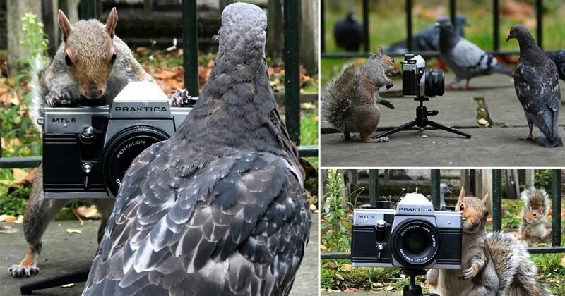 История о том, как белка голубям фотосессию устроила