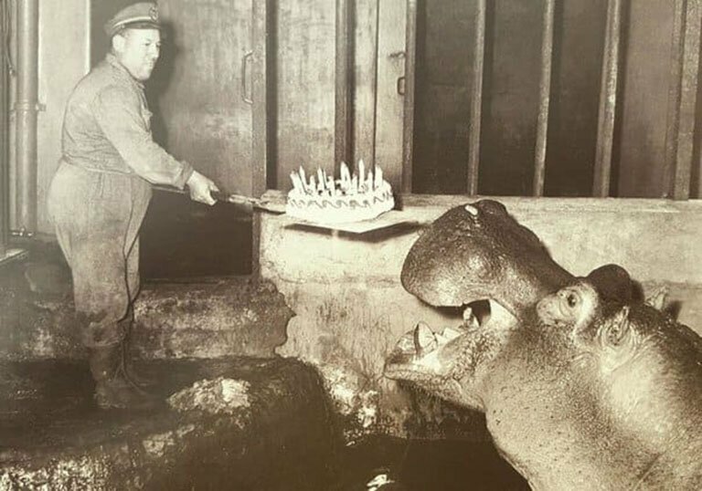 Праздничный торт в честь дня рождения гиппопотама, 1957 год. 