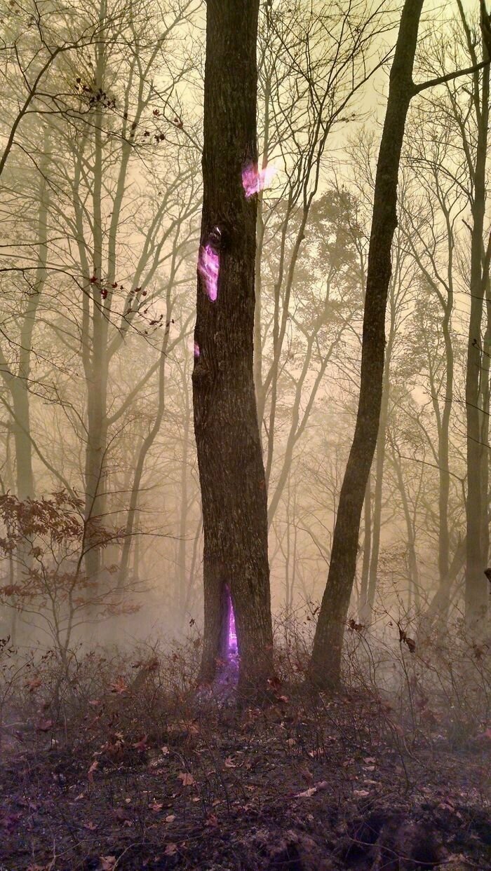 11. Лесник во время лесных пожаров сфотографировал горящее внутри дерево