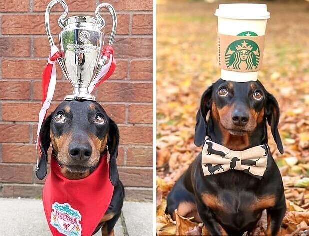 Фанат "Ливерпуля" празднует победу с трофеем на голове/ Со стаканчиком кофе на прогулке