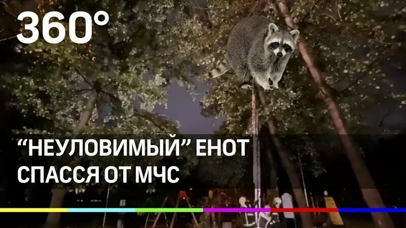 "Неуловимый" енот в Москве - несколько часов прятался от МЧС на деревьях и "победил" 