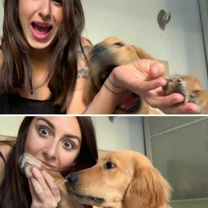 Женщина создаёт весёлые фотографии со своими 2 собаками, чтобы запечатлеть их восхитительные взаимоотношения