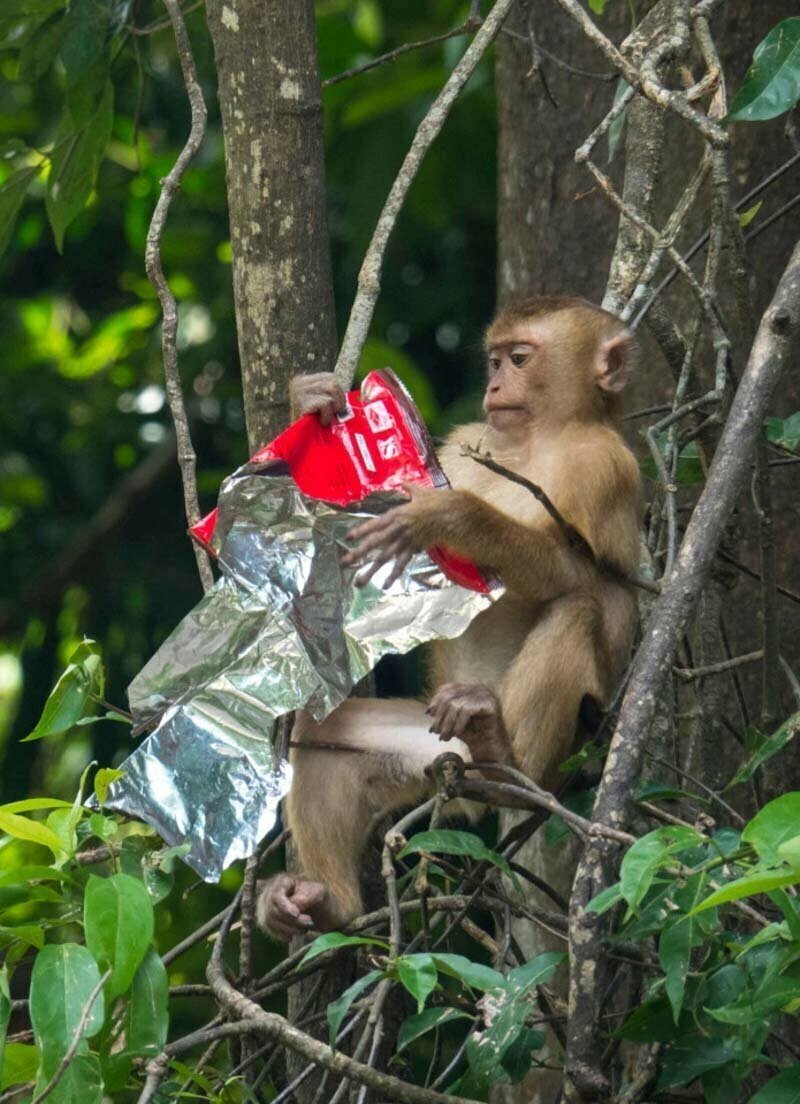 Любопытная обезьянка прямо на дереве рассматривает свежевыброшенную пластиковую упаковку