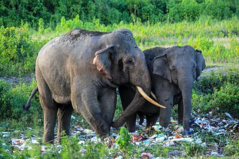Индийские слоны пасутся прямо среди мусора неподалёку от леса Бамонпохари, Западная Бенгалия, Индия