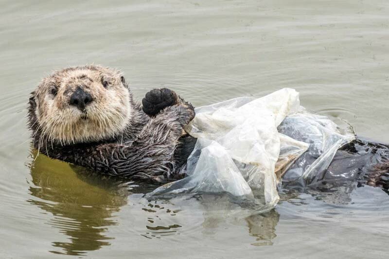 Калан вместо водорослей подобрал пластиковый пакет, гавань в Мосс-Ландинге, Калифорния, США. Известно, что для того, чтобы изъять пакет у животного, была вызвана специальная служба
