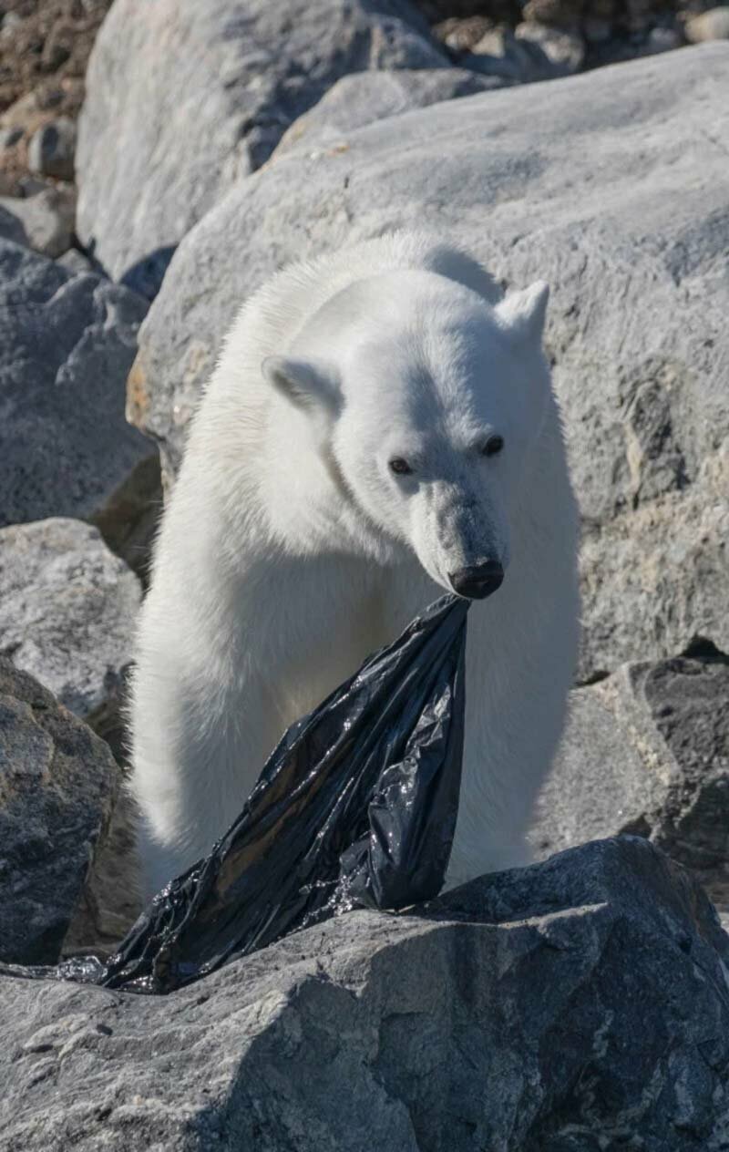 Этот белый медведь, похоже, пытается съесть большой мусорный мешок. Пока человечество продолжает загрязнять планету, животные пытаются приспосабливаться