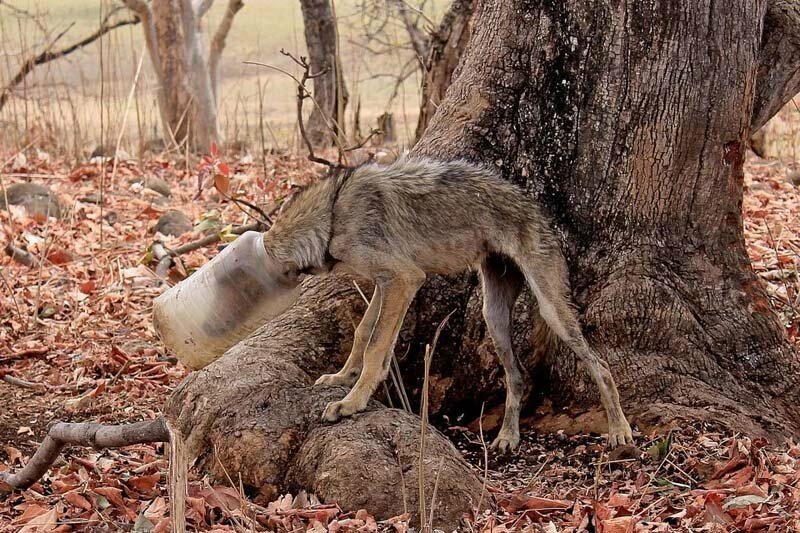 Этот тощий волк с пластиковой банкой на голове позже был спасён фотографом дикой природы Танаем Панпалией (Tanay Panpalia) и его друзьями. Кадр был сделан в Индии