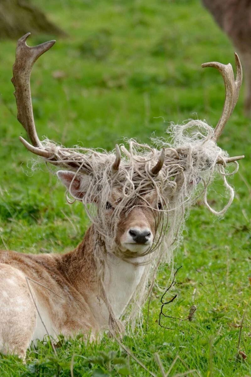 Рога оленя полностью обмотаны верёвкой, Белтон-хаус, графство Линкольншир, Великобритания