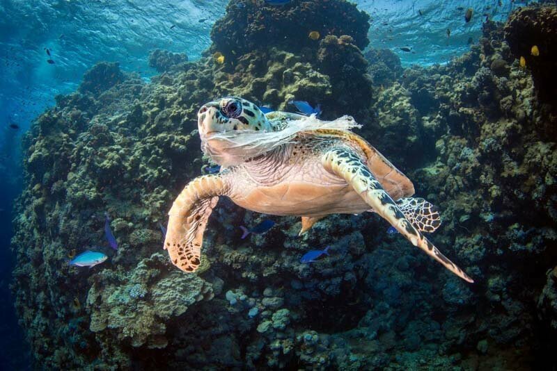 Эта черепаха-самка не могла есть, поскольку ей мешал пластиковый пакет. Шокирующая фотография была сделана преподавателем университета Саидом Рашидом (Saeed Rashid) во время его поездки на Красное море