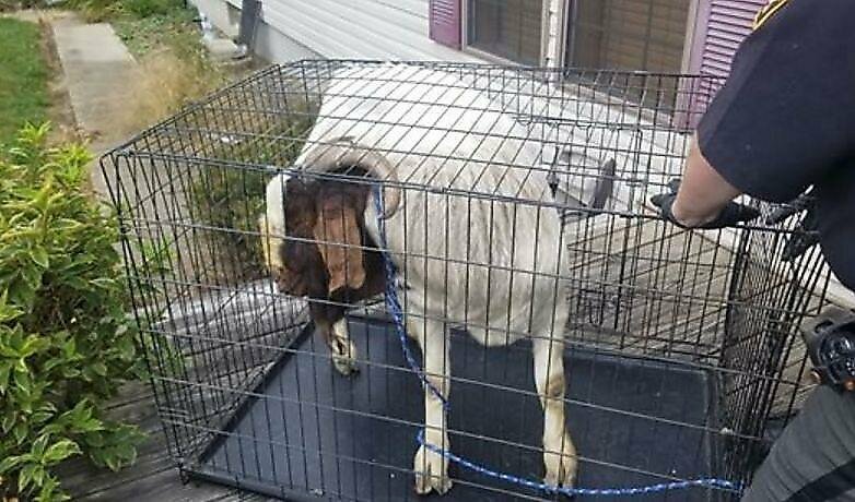 Вероломный козёл разбил стеклянные двери в чужом жилище и уснул в туалете