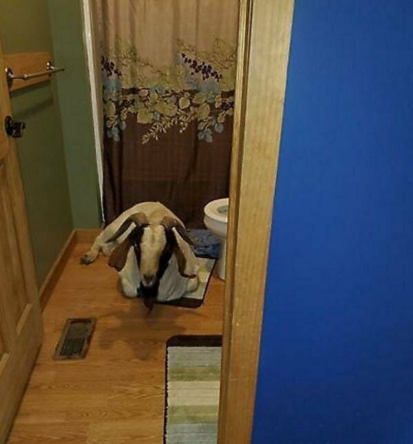 Вероломный козёл разбил стеклянные двери в чужом жилище и уснул в туалете
