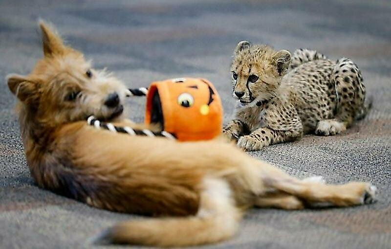 Детёныш гепарда подружился с щенком в американском зоопарке