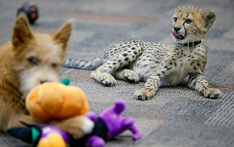 Детёныш гепарда подружился с щенком в американском зоопарке