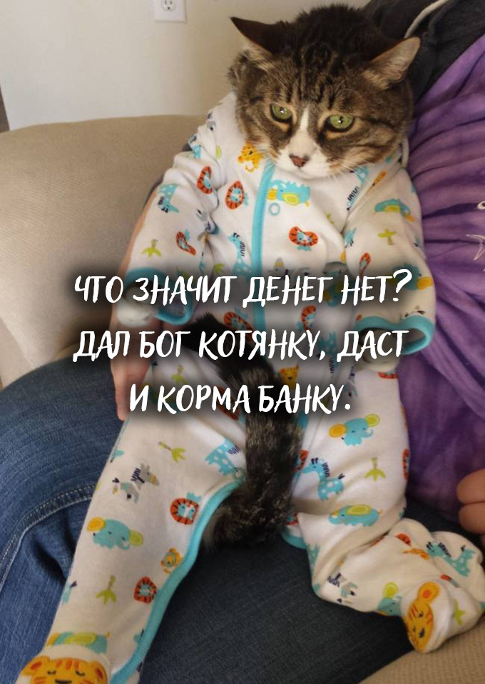 Никаких кэтфри: пользовательниц Сети с помощью мемов убеждают завести котов