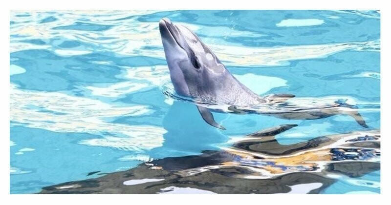 Читайте также: "Самка дельфина стала мамой прямо во время выступления: видео"