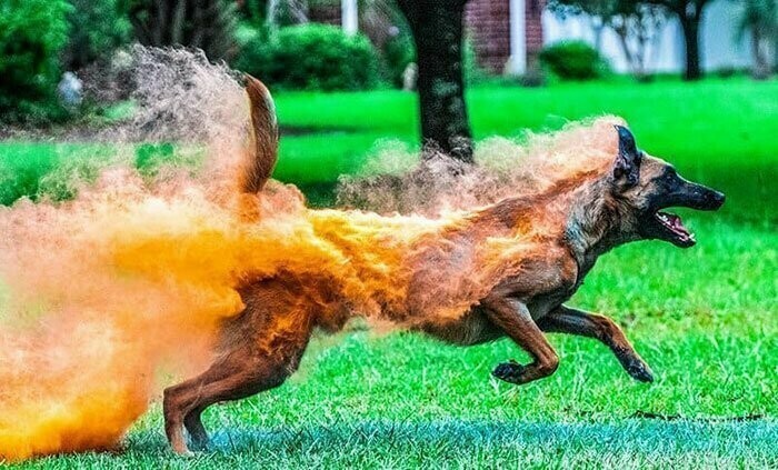 Пес, покрытый цветным порошком (такой используют на фестивале красок Холи), выглядит так, будто охвачен пламенем