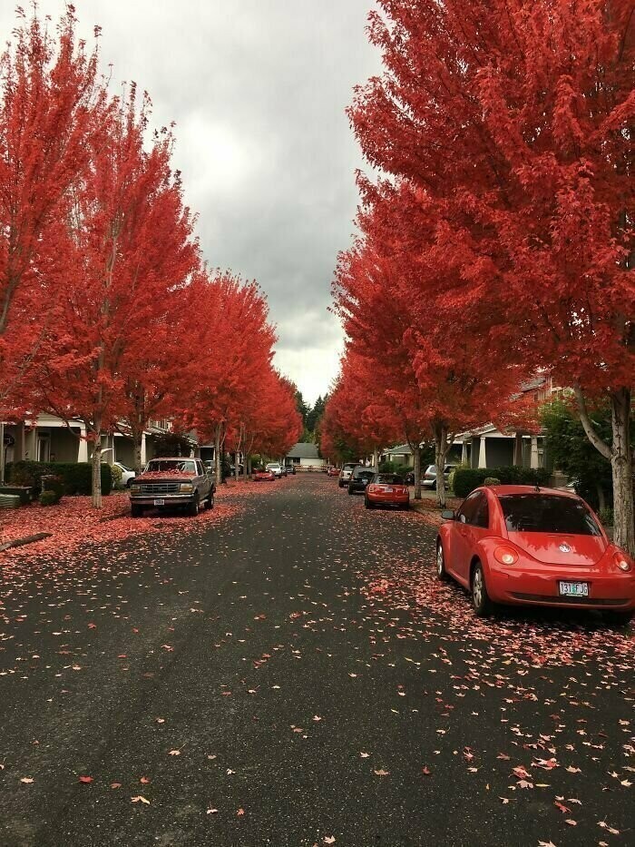 Красная осень