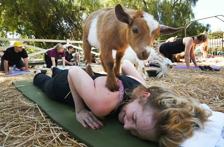 Йога с козами: США