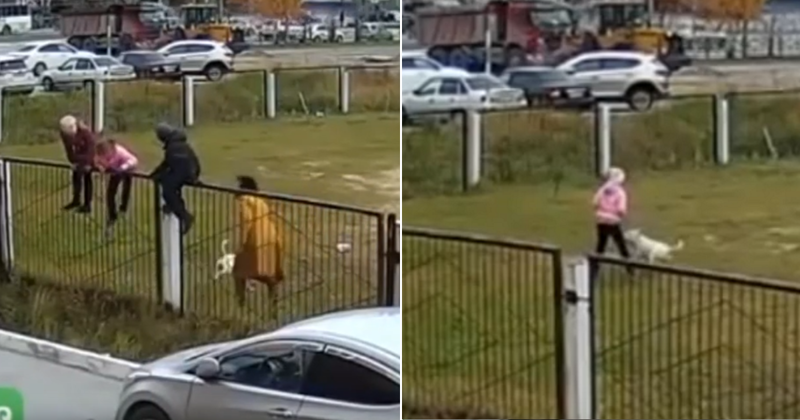 В Нижневартовске бойцовский пес атаковал детей на территории школы