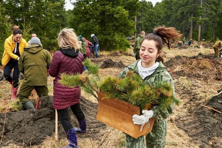Волонтеры Всероссийской акции «Сохраним лес» высадили 15 миллионов деревьев