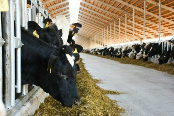 Ставропольские животноводы закупили 1800 коров из областей России