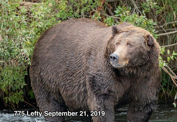 Американский национальный парк провел конкурс на самого толстого медведя