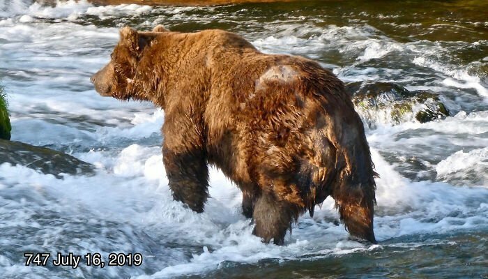 Для медведей набрать жир к осени жизненно важно. В летней форме они не смогут пережить многомесячную зимнюю спячку...