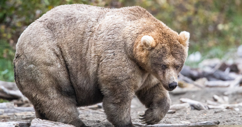 Американский национальный парк провел конкурс на самого толстого медведя